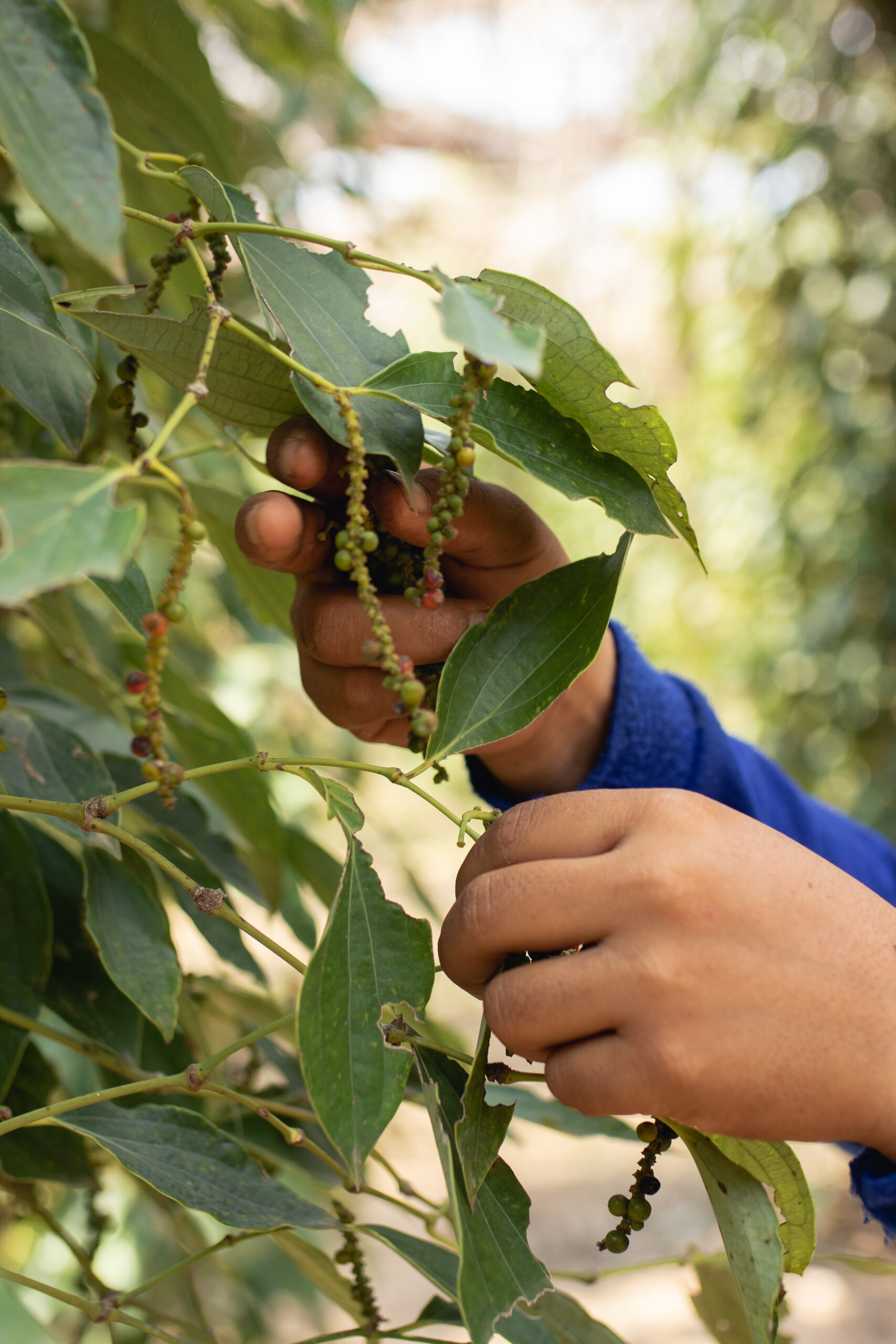 Green Kampot Pepper GI 100g - Image 3