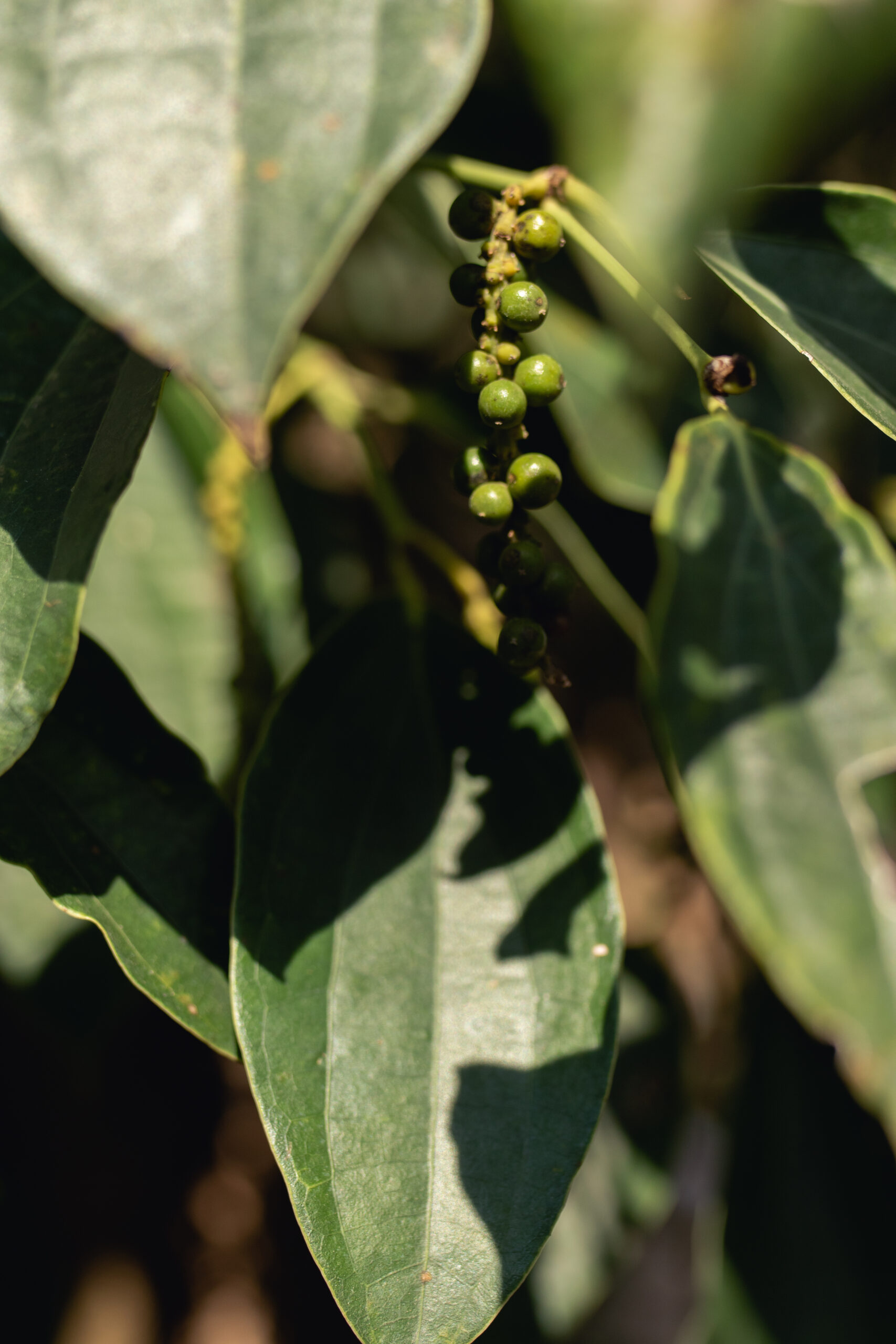 Green Kampot Pepper GI 100g - Image 2